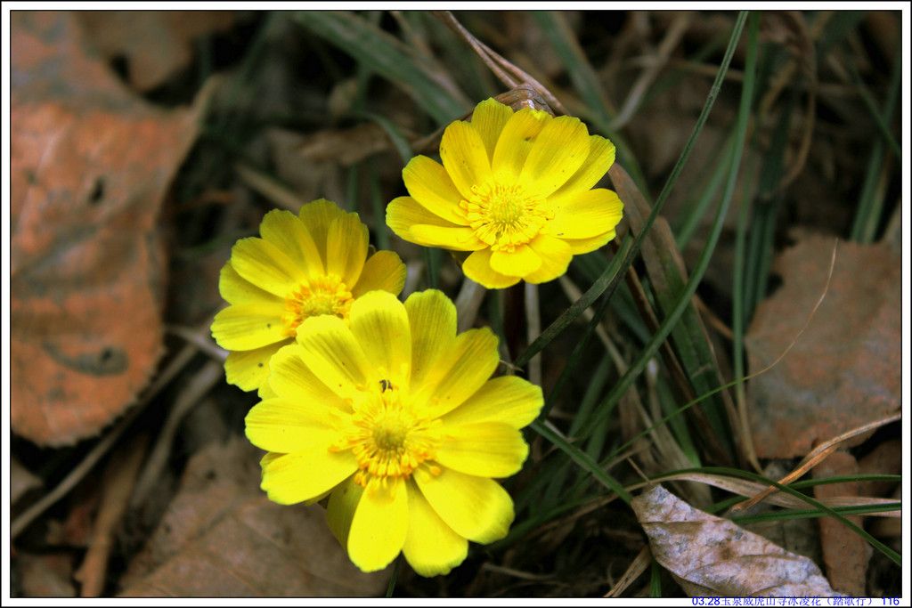 03.28��Ȫ����ɽѰ���軨��̤���У� 116.JPG