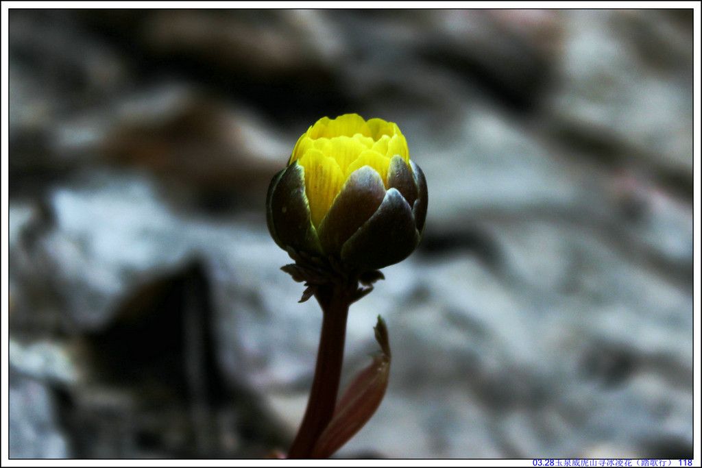 03.28��Ȫ����ɽѰ���軨��̤���У� 118.JPG