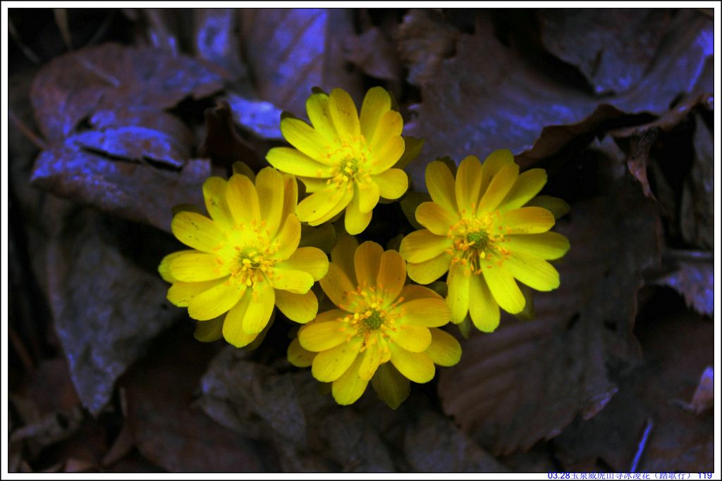 03.28��Ȫ����ɽѰ���軨��̤���У� 119.JPG