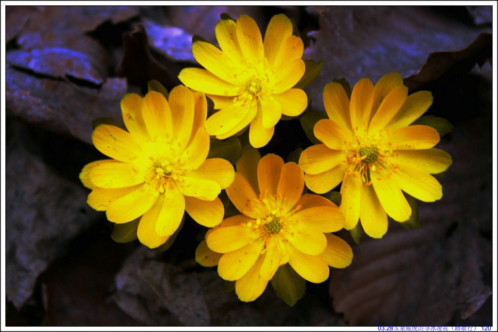 03.28��Ȫ����ɽѰ���軨��̤���У� 120.JPG