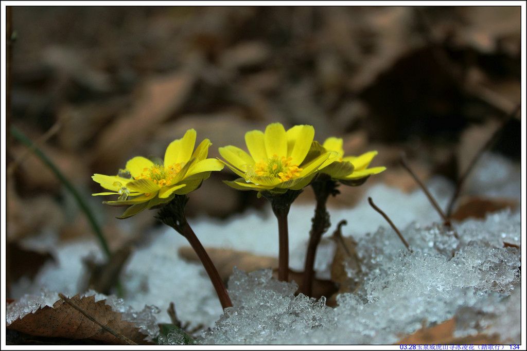 03.28��Ȫ����ɽѰ���軨��̤���У� 134.JPG