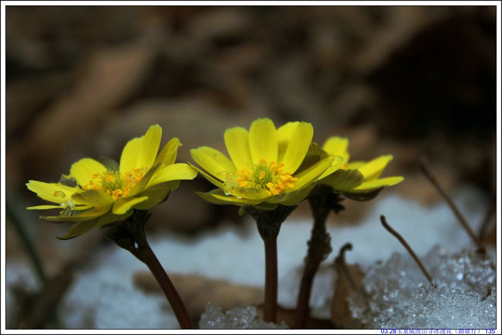 03.28��Ȫ����ɽѰ���軨��̤���У� 135.JPG