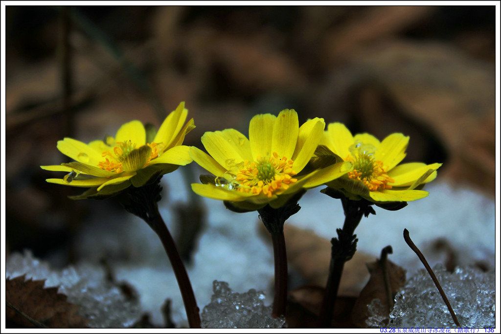 03.28��Ȫ����ɽѰ���軨��̤���У� 136.JPG