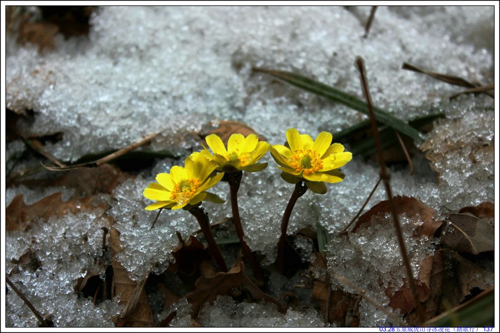 03.28��Ȫ����ɽѰ���軨��̤���У� 137.JPG