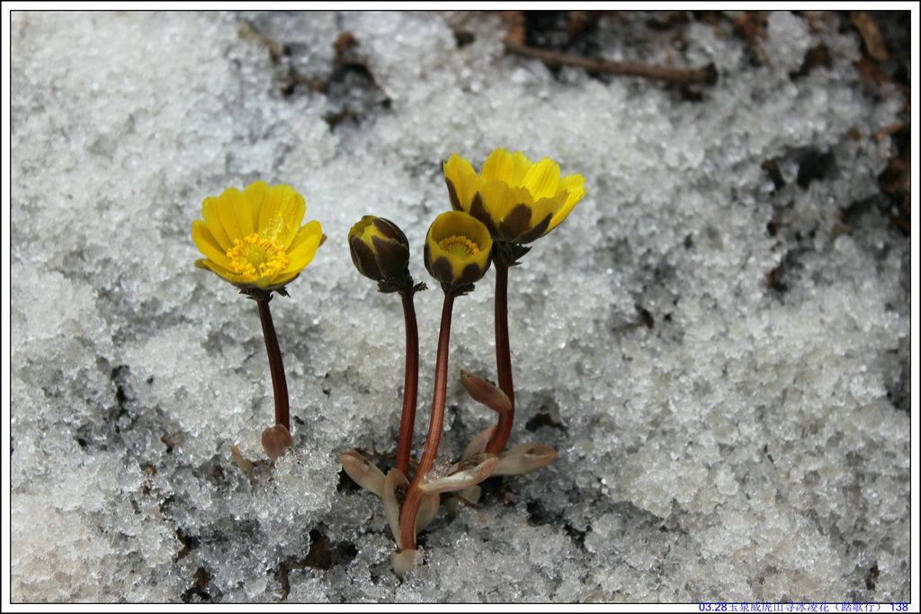 03.28��Ȫ����ɽѰ���軨��̤���У� 138.JPG