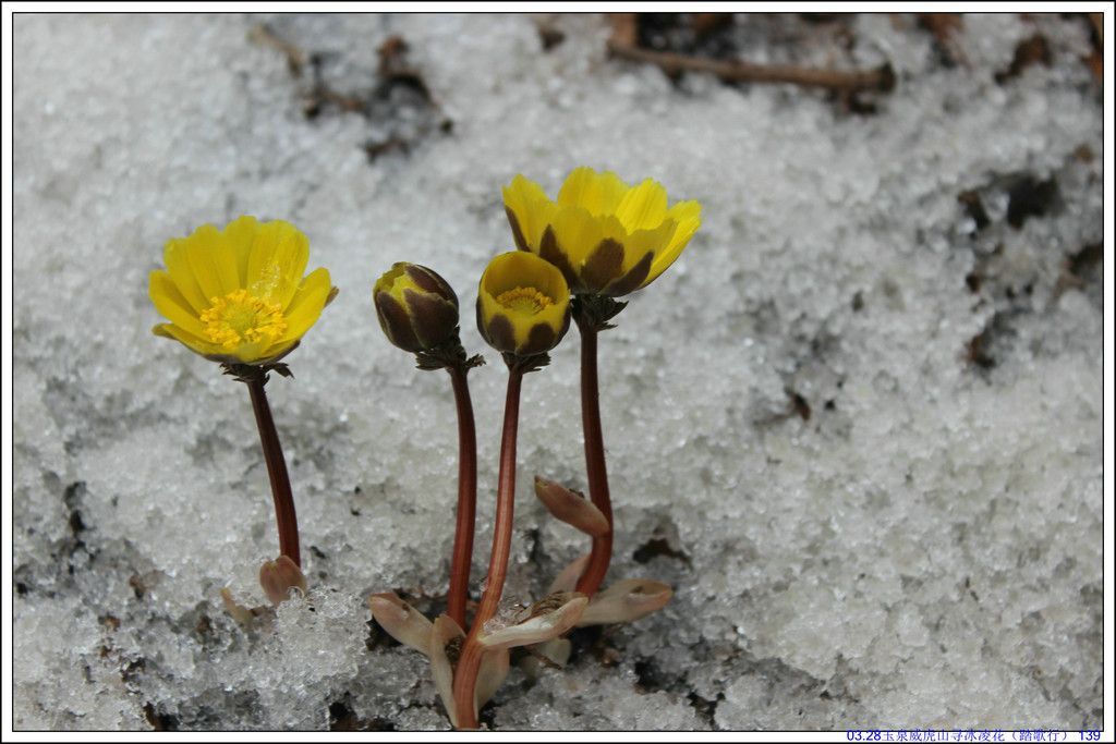 03.28��Ȫ����ɽѰ���軨��̤���У� 139.JPG