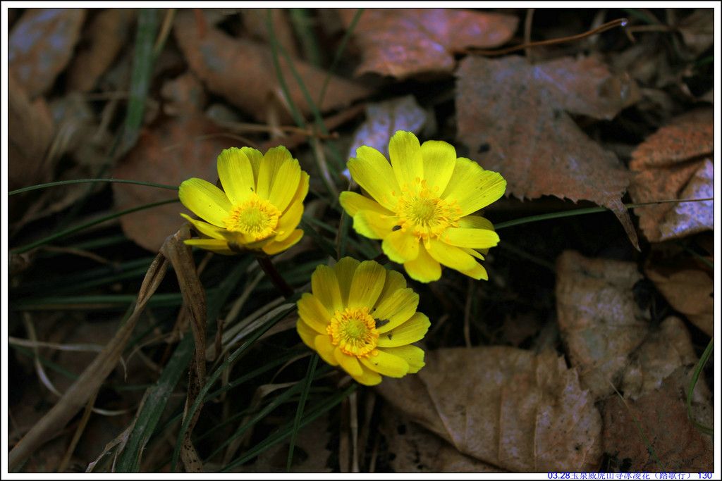 03.28��Ȫ����ɽѰ���軨��̤���У� 130.JPG