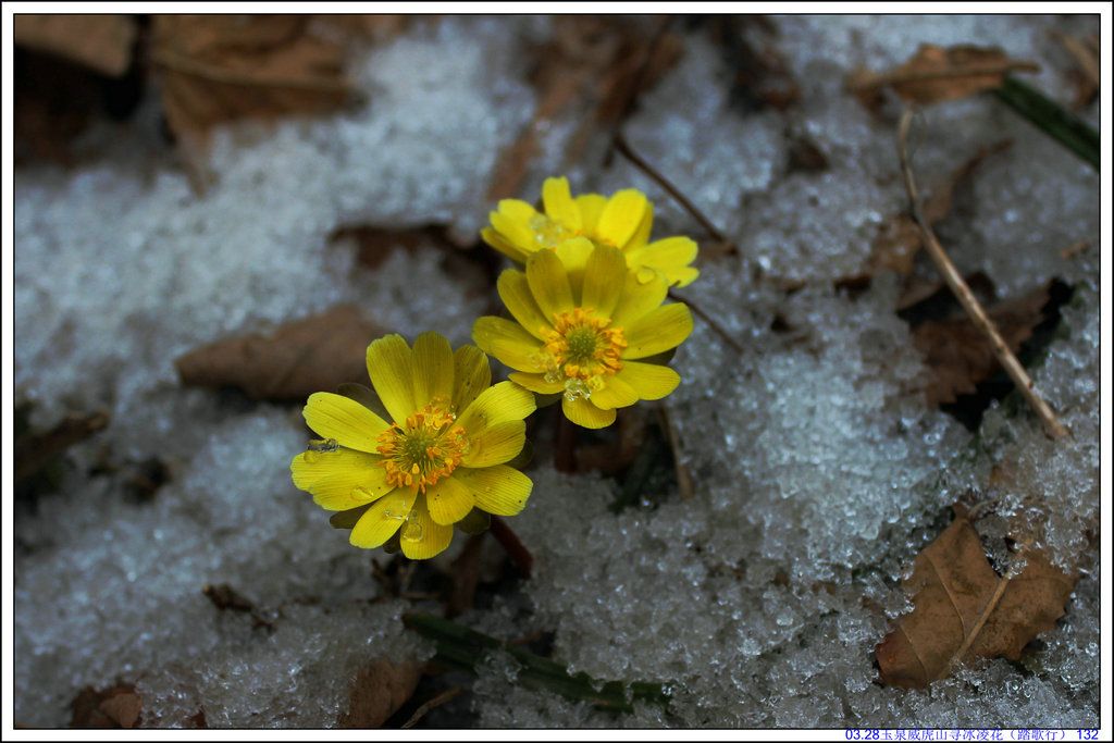 03.28��Ȫ����ɽѰ���軨��̤���У� 132.JPG