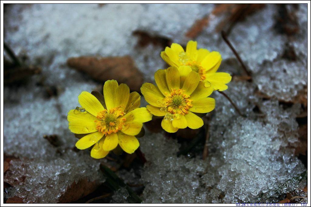 03.28��Ȫ����ɽѰ���軨��̤���У� 133.JPG