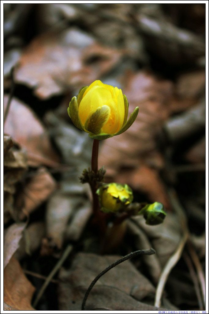 03.28��Ȫ����ɽѰ���軨��̤���У� 153.JPG