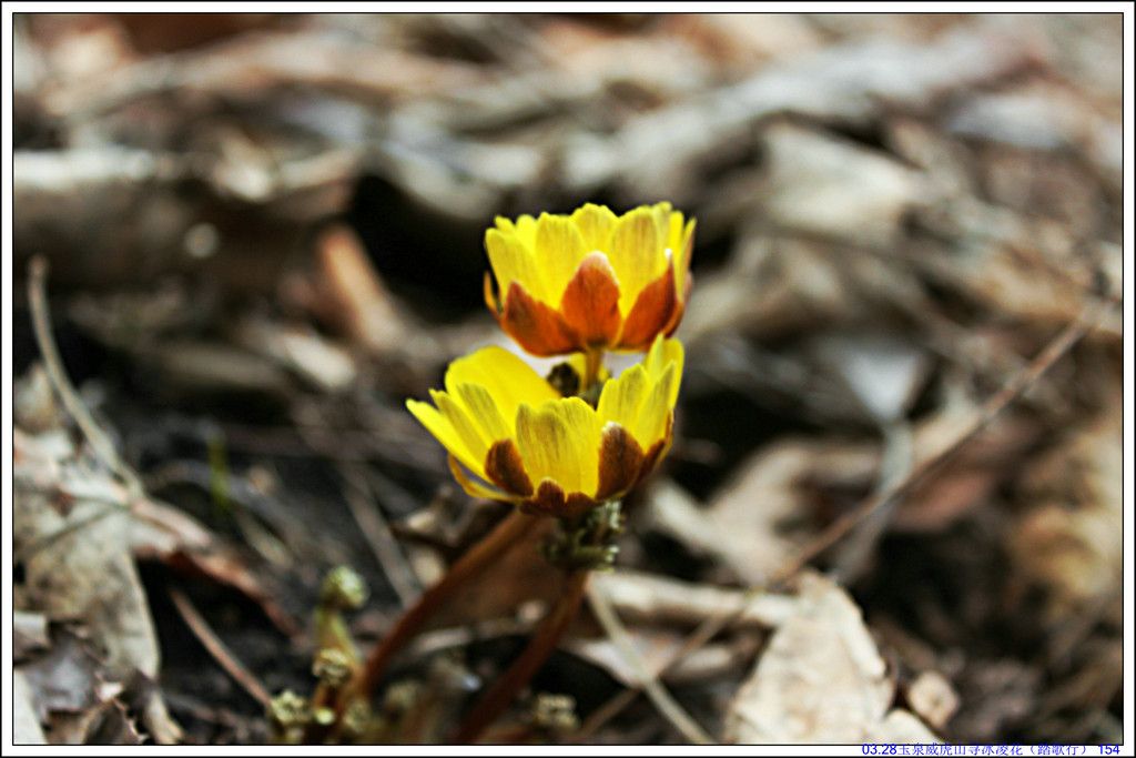 03.28��Ȫ����ɽѰ���軨��̤���У� 154.JPG