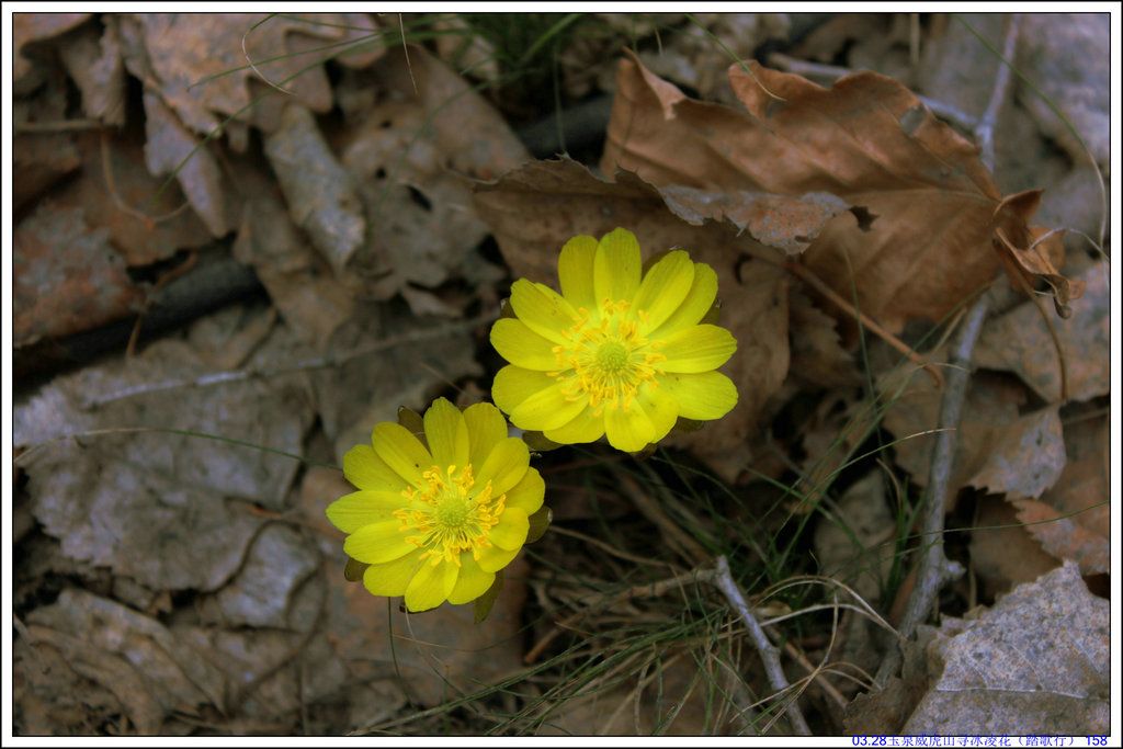 03.28��Ȫ����ɽѰ���軨��̤���У� 158.JPG