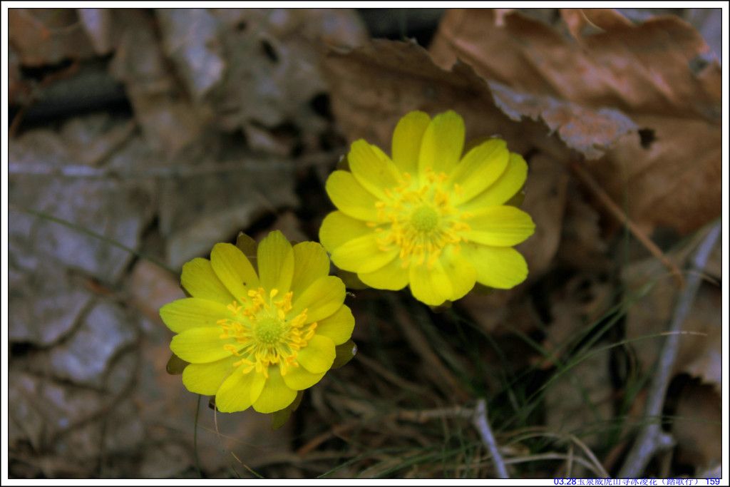 03.28��Ȫ����ɽѰ���軨��̤���У� 159.JPG