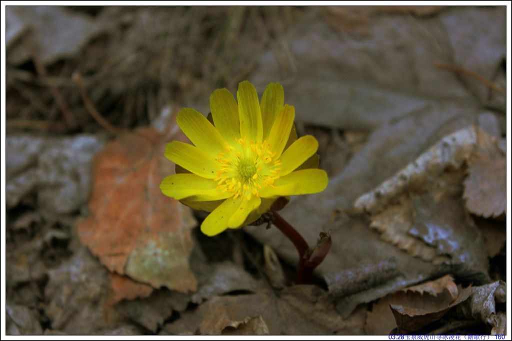 03.28��Ȫ����ɽѰ���軨��̤���У� 160.JPG