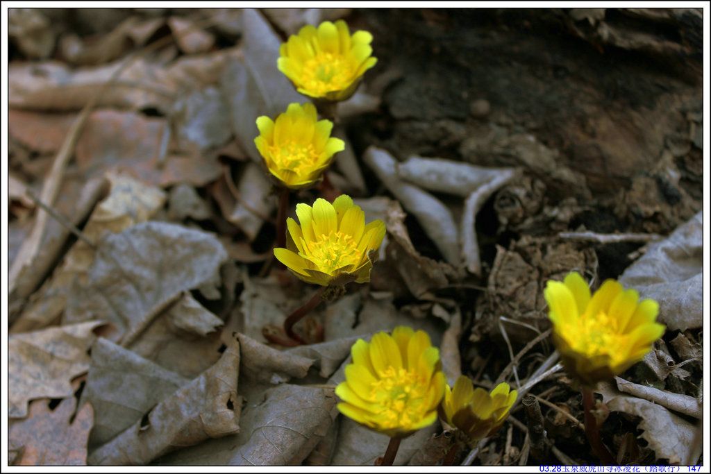 03.28��Ȫ����ɽѰ���軨��̤���У� 147.JPG