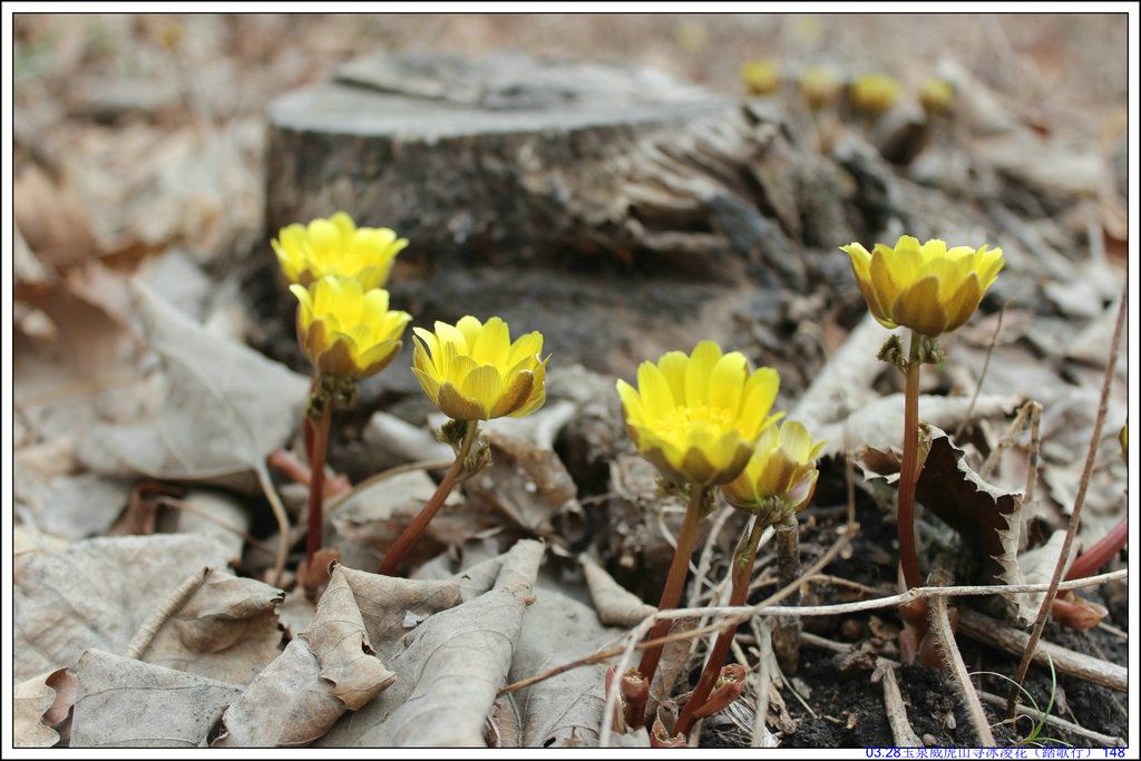 03.28��Ȫ����ɽѰ���軨��̤���У� 148.JPG