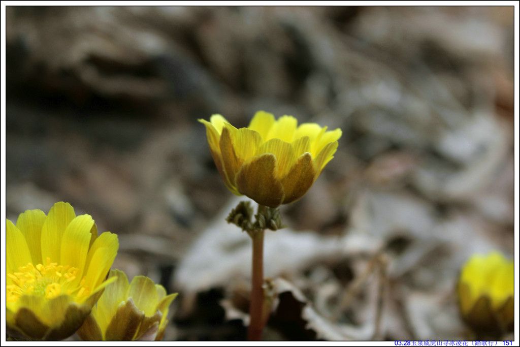 03.28��Ȫ����ɽѰ���軨��̤���У� 151.JPG