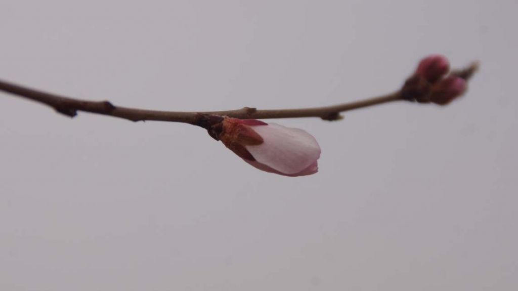 DSC04429.JPG