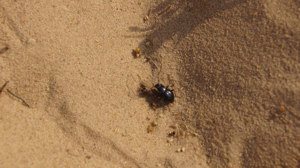 DSC05560.JPG