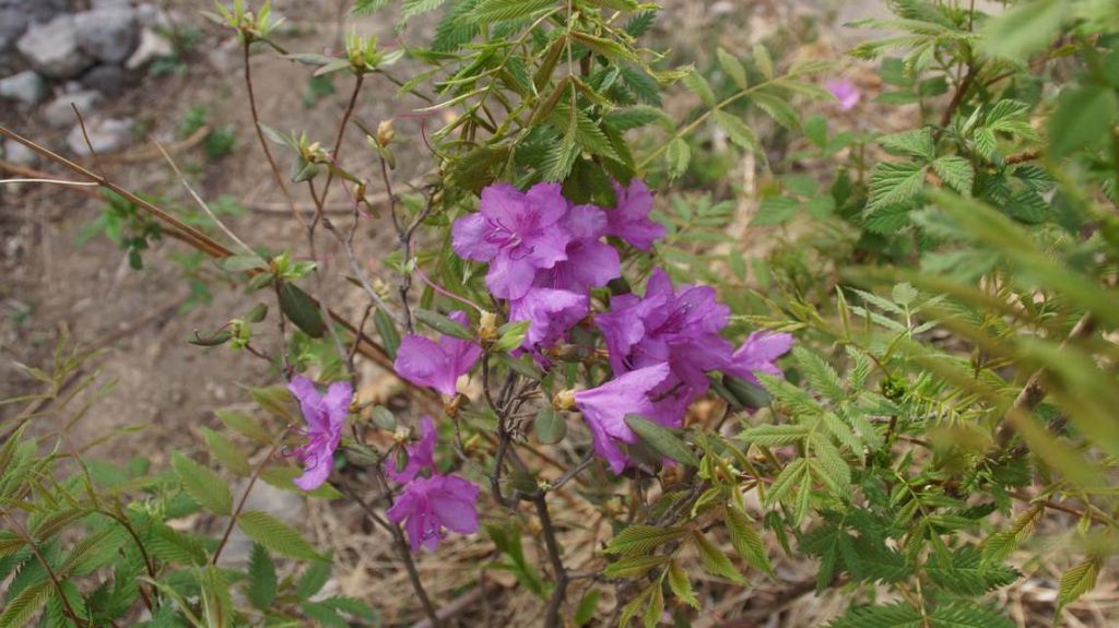DSC07915.JPG