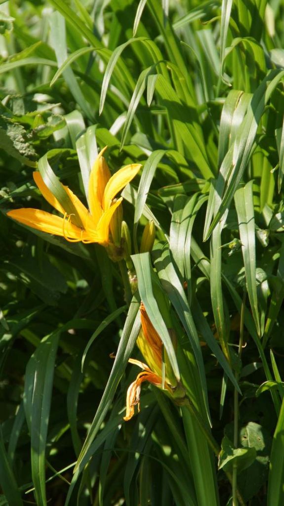 DSC07294.JPG