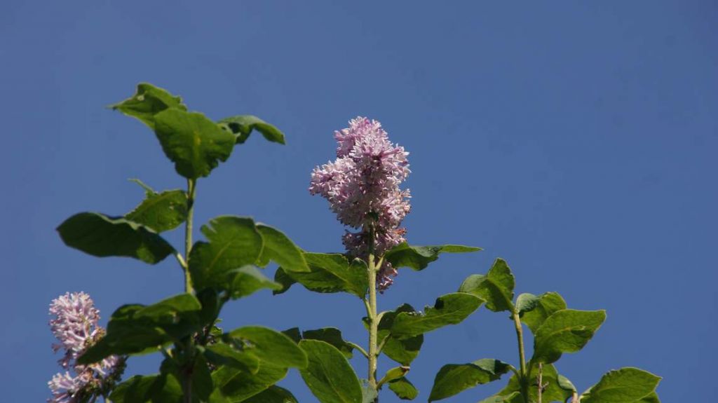 DSC07271.JPG