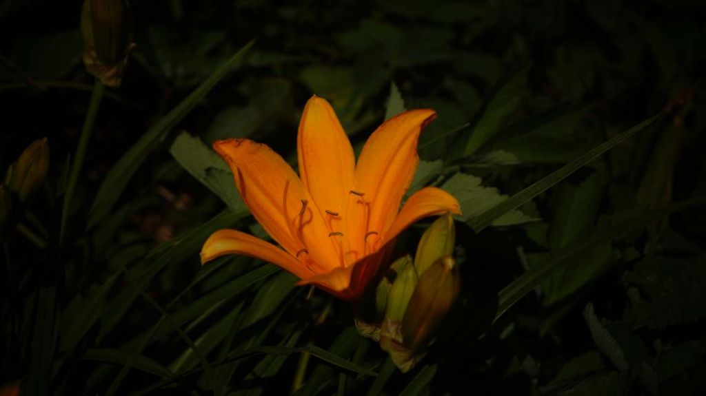 DSC07317.JPG