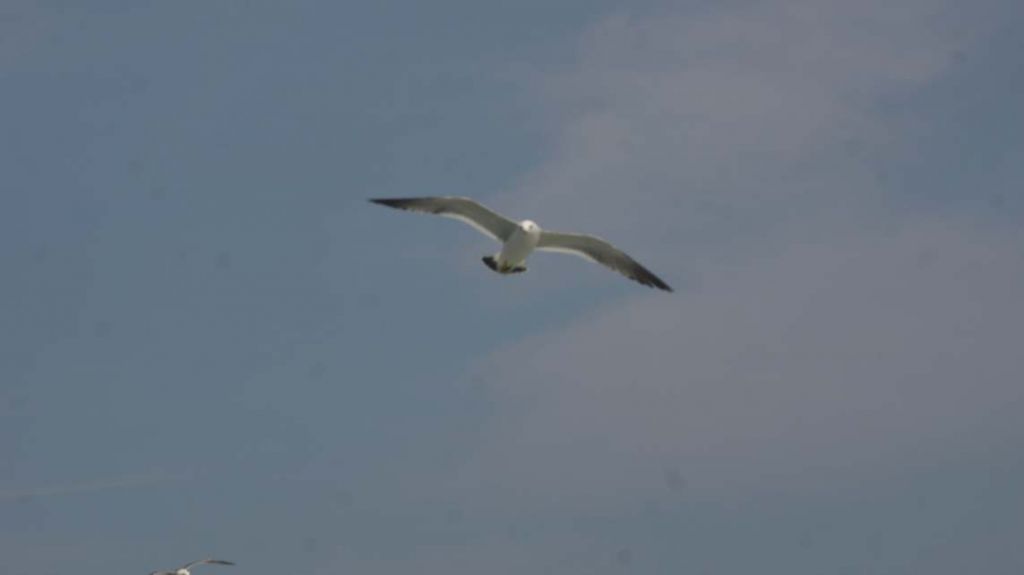 DSC09846.JPG