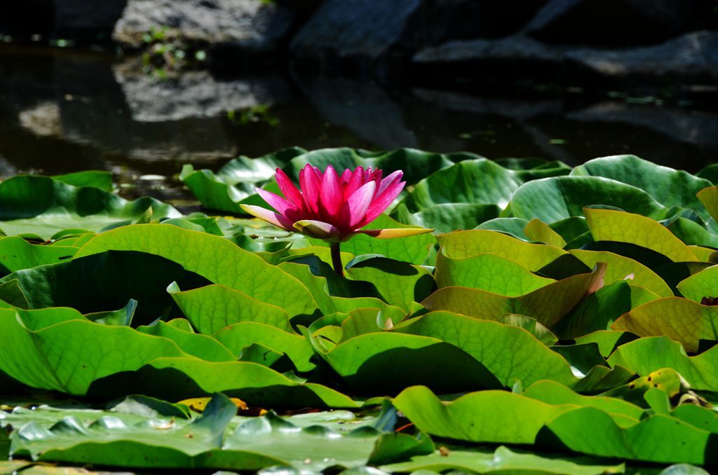 DSC_8650_����.jpg
