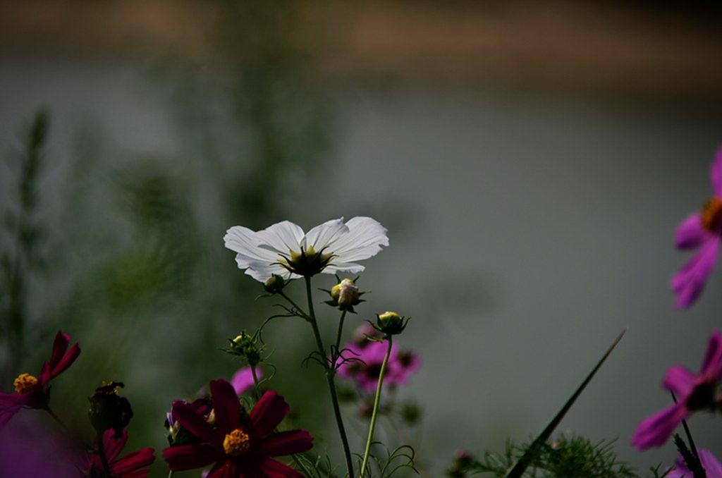 DSC_9993_����.jpg
