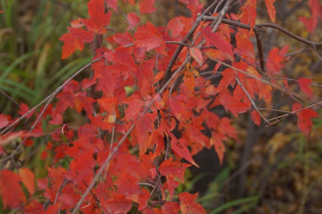DSC09254.JPG