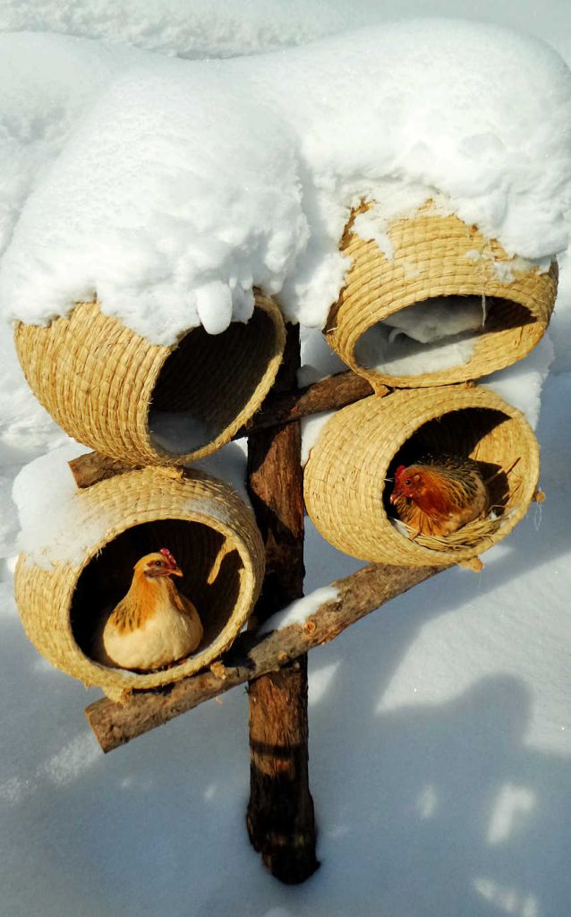 ���� ��ѩ.jpg