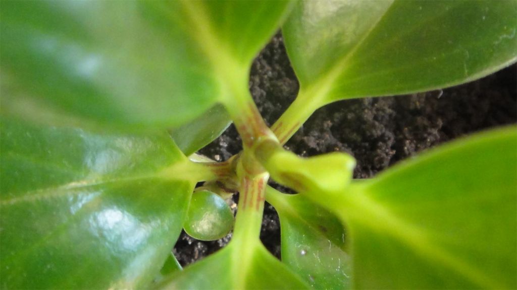 DSC03188.jpg