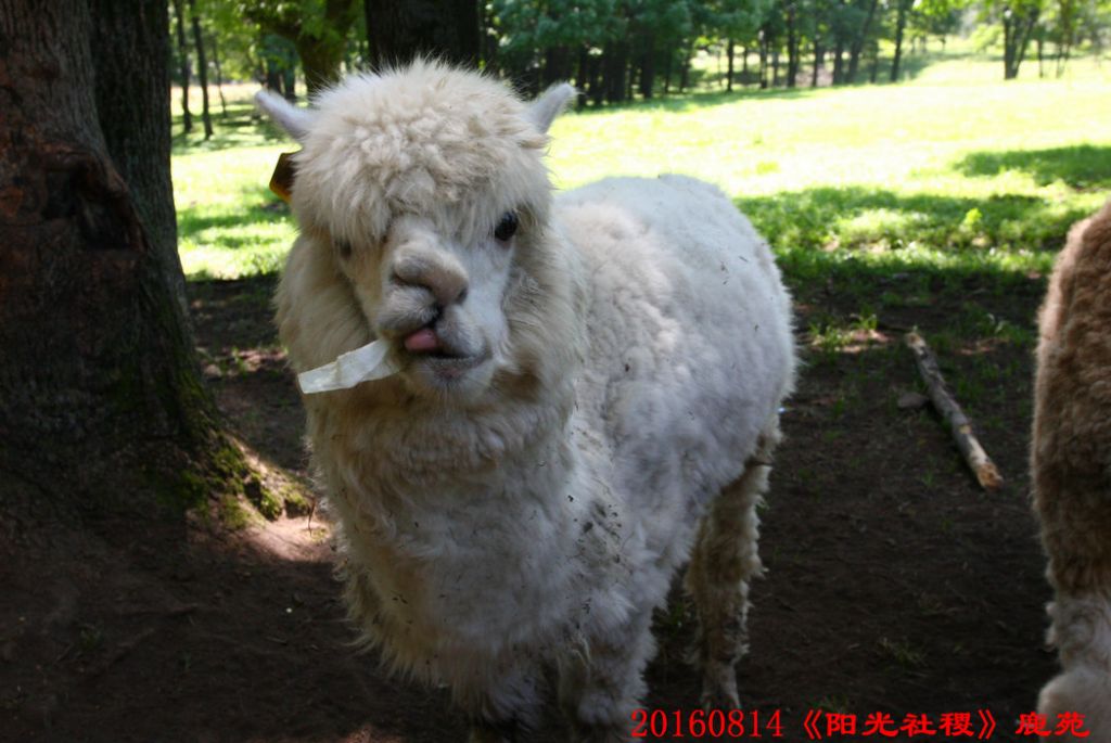 20160814ƽɽ¹Է 132.jpg