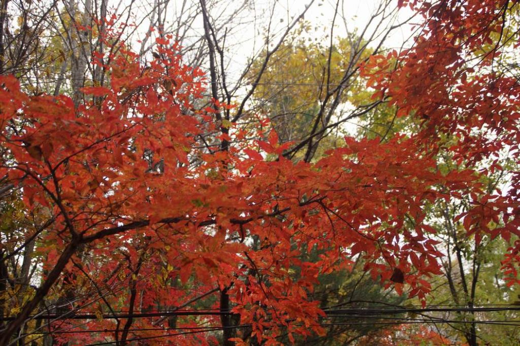 DSC09724.JPG