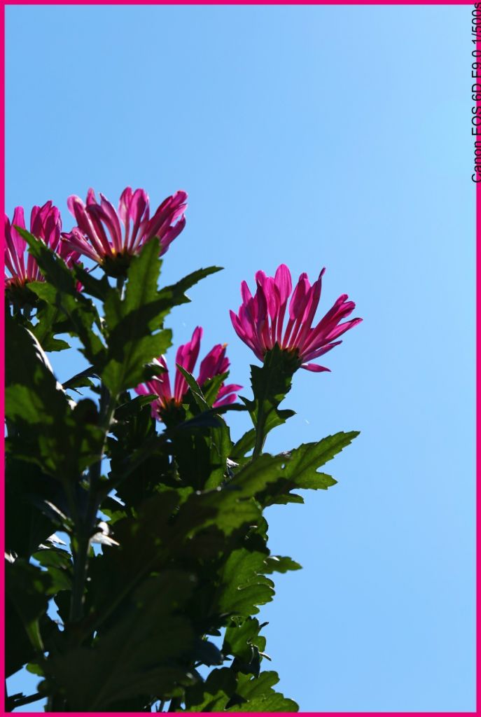 ��Ƭ 113_conew3.jpg